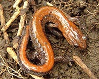 Red-Backed Salamander